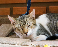 5º ciclo: 84 municípios do Paraná vão receber o programa CastraPet Paraná pela primeira vez