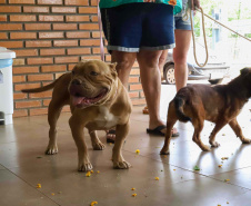 5º ciclo: 84 municípios do Paraná vão receber o programa CastraPet Paraná pela primeira vez