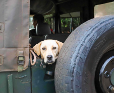 5º ciclo: 84 municípios do Paraná vão receber o programa CastraPet Paraná pela primeira vez