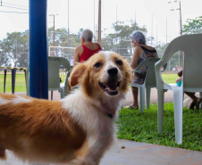 5º ciclo: 84 municípios do Paraná vão receber o programa CastraPet Paraná pela primeira vez