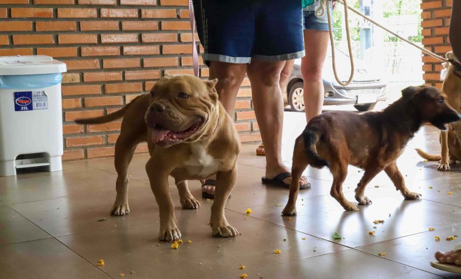5º ciclo: 84 municípios do Paraná vão receber o programa CastraPet Paraná pela primeira vez
