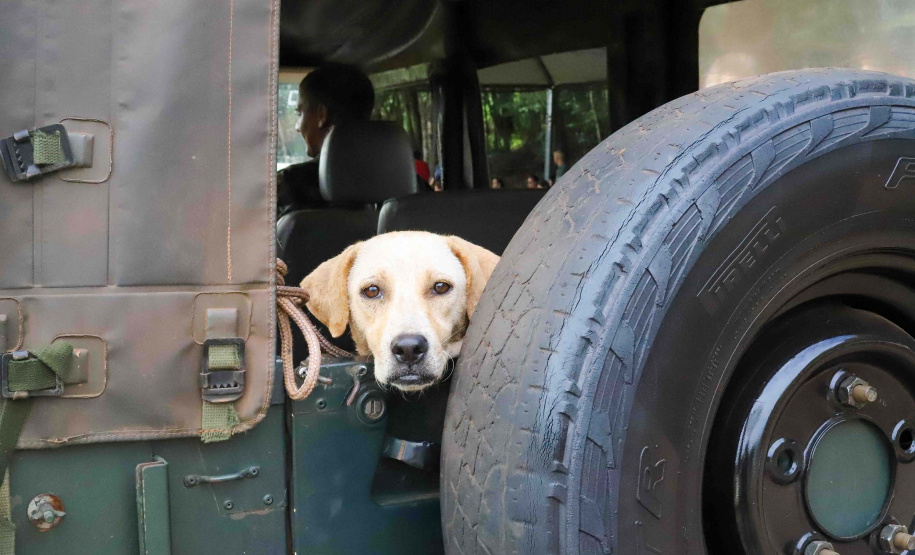 5º ciclo: 84 municípios do Paraná vão receber o programa CastraPet Paraná pela primeira vez