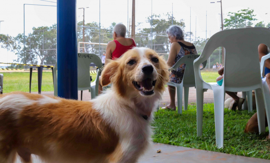 5º ciclo: 84 municípios do Paraná vão receber o programa CastraPet Paraná pela primeira vez