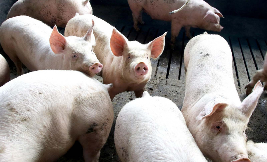 Setor de suínos do Paraná cresce 7,9% e supera volume total exportado em 2024