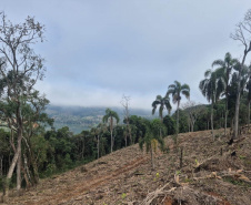 FISCALIZAÇÃO DO IAT APLICOU 8.184 MULTAS POR CRIMES AMBIENTAIS EM 2025