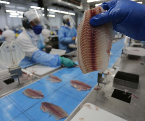 Nova Aurora - 09-10-2020 - Cooperativa Copacol - Abate de Tilapia - Foto : Jonathan Campos / AEN