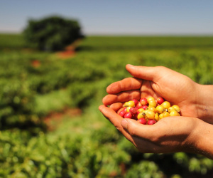 Localizada em Santa Mariana, a fazenda é gerida por Cornélia Gamerschlag e seu marido, Norbert
