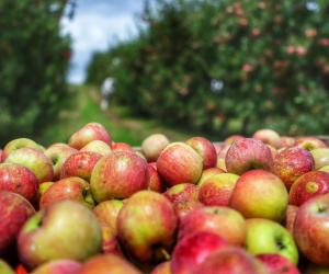 Colheita de maçã. Paula Freitas - 02-2021