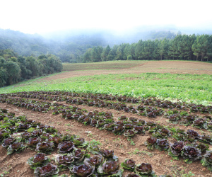 ORGÂNICOS - Tijucas do Sul - Produtor Lourival Pereira da Silva - Tijucas do Sul, 25/06/2021 - foto: José Fernando Ogura/AEN