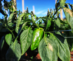 Pimenta doce gera receita e vira cartão de visita de Primeiro de Maio Foto: José Fernando Ogura/AEN