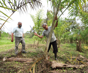 PARANA AGRO - Produçao de Palmito na cidade de Guaraquecaba no litoral do Estado. Na foto, o agricultor Francelino Guilherme Cogrossi e o Sebastião Bellettini, gerente regional da Emater em Paranaguá. 13/09/21 - Foto: Geraldo Bubniak/AEN
