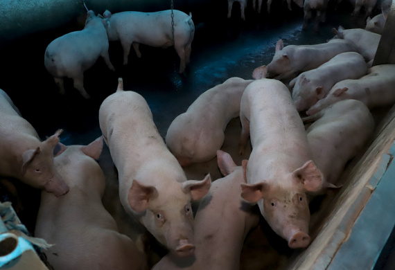 Com destaque para grãos e proteínas animais, VBP mostra vocações regionais e diversidade do agro do Paraná