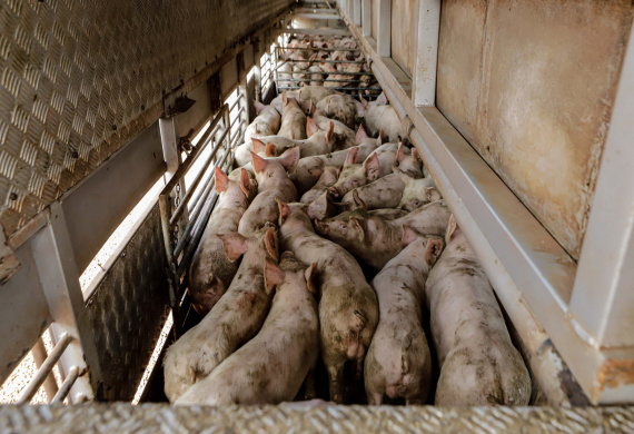 Suinocultor do Oeste do Paraná instala biodigestor e realiza o sonho de produzir com sustentabilidade