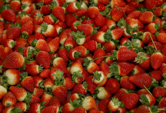 Produção de morango se destaca na região de Curitiba e cresce em todo Paraná. Foto: Ari Dais/AEN