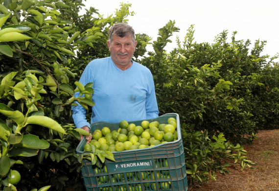 Produtores de limão em Altônia - Devaldir Antonio Vendramini, 47 anos de Altônia e 25 dedicados à fruticultura - Foto: Gilson Abreu/AEN