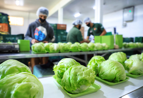ORGÂNICOS DO SUL - Tijucas do Sul - Produtor Flavio Henrique Setim - 25/06/2021 - Foto: José Fernando Ogura/AEN