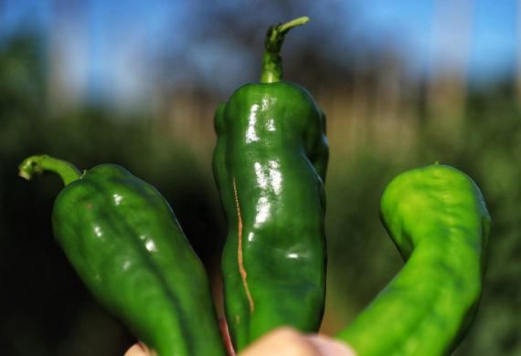 Pimenta doce gera receita e vira cartão de visita de Primeiro de Maio Foto: José Fernando Ogura/AEN