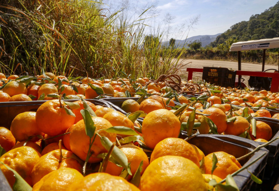Com plantio que atravessa gerações, produção de poncã é a marca de Cerro Azul. 05/2021 - Foto: Gilson Abreu/AEN