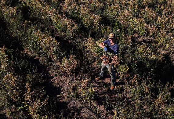 Gengibre e inhame impulsionam a agricultura familiar em Tamarana, na Região Norte. Na foto. o André Gouveia da Fonseca.Foto: José Fernando Ogura/AEN